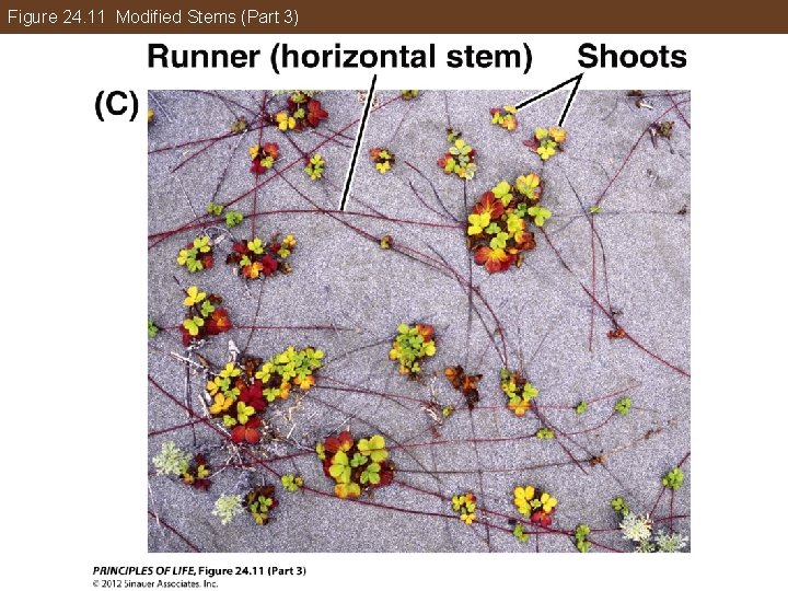 Figure 24. 11 Modified Stems (Part 3) 