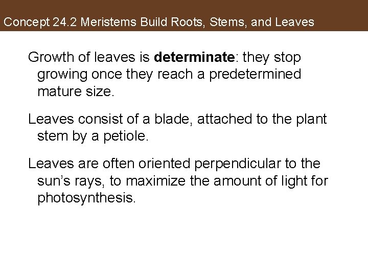 Concept 24. 2 Meristems Build Roots, Stems, and Leaves Growth of leaves is determinate: