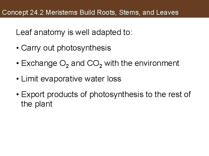 Concept 24. 2 Meristems Build Roots, Stems, and Leaves Leaf anatomy is well adapted