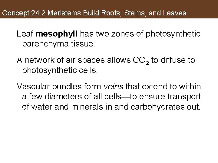 Concept 24. 2 Meristems Build Roots, Stems, and Leaves Leaf mesophyll has two zones