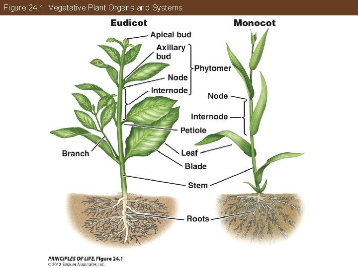 Figure 24. 1 Vegetative Plant Organs and Systems 