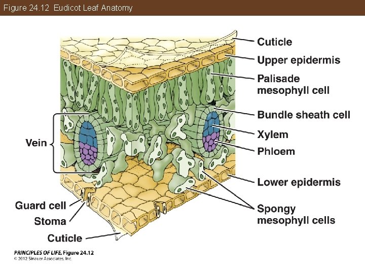 Figure 24. 12 Eudicot Leaf Anatomy 