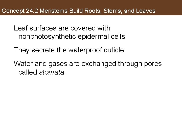 Concept 24. 2 Meristems Build Roots, Stems, and Leaves Leaf surfaces are covered with