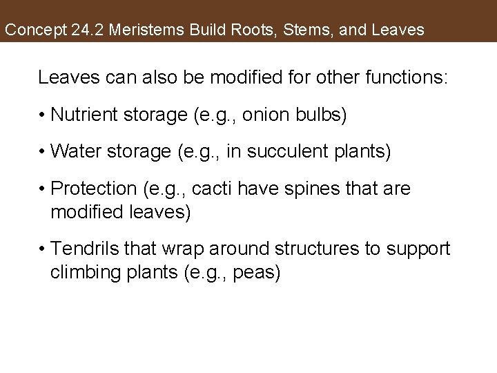 Concept 24. 2 Meristems Build Roots, Stems, and Leaves can also be modified for
