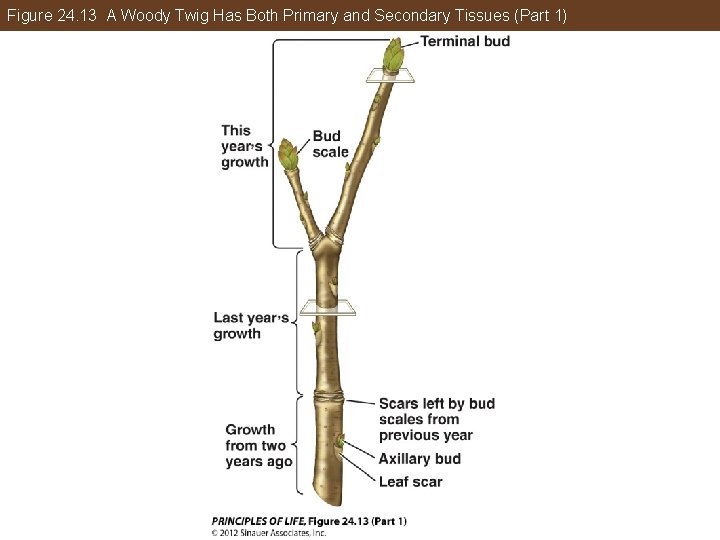 Figure 24. 13 A Woody Twig Has Both Primary and Secondary Tissues (Part 1)