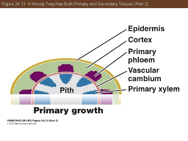 Figure 24. 13 A Woody Twig Has Both Primary and Secondary Tissues (Part 2)