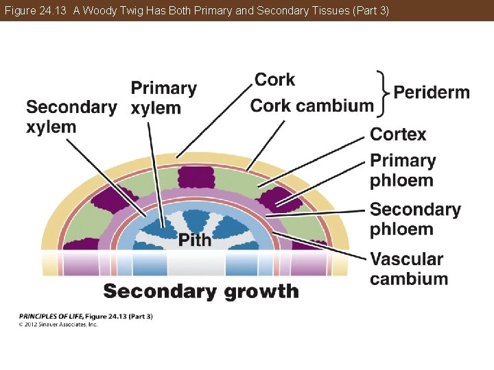 Figure 24. 13 A Woody Twig Has Both Primary and Secondary Tissues (Part 3)