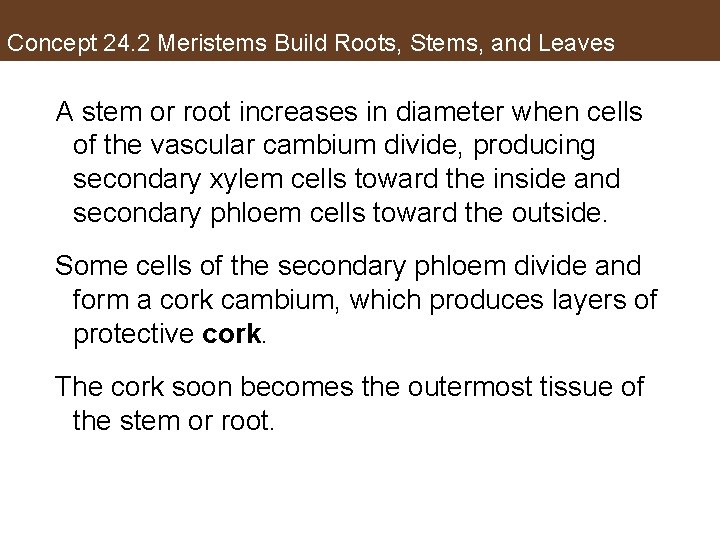 Concept 24. 2 Meristems Build Roots, Stems, and Leaves A stem or root increases