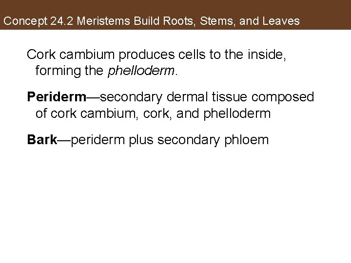 Concept 24. 2 Meristems Build Roots, Stems, and Leaves Cork cambium produces cells to