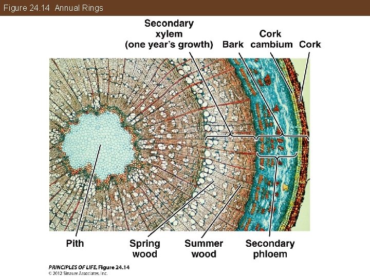 Figure 24. 14 Annual Rings 