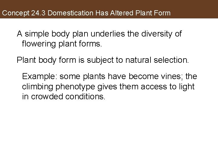 Concept 24. 3 Domestication Has Altered Plant Form A simple body plan underlies the