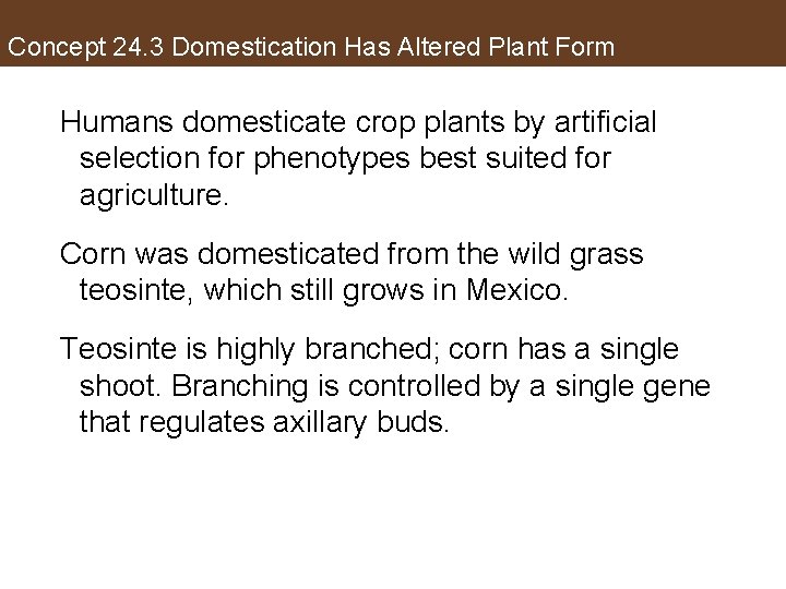 Concept 24. 3 Domestication Has Altered Plant Form Humans domesticate crop plants by artificial