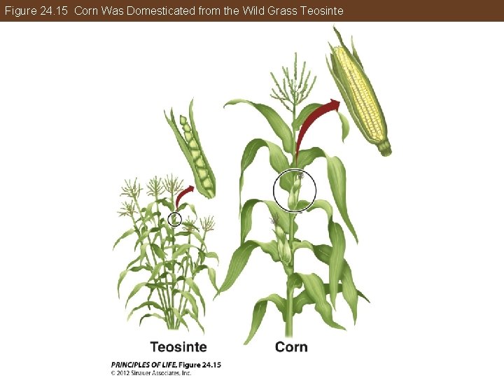 Figure 24. 15 Corn Was Domesticated from the Wild Grass Teosinte 