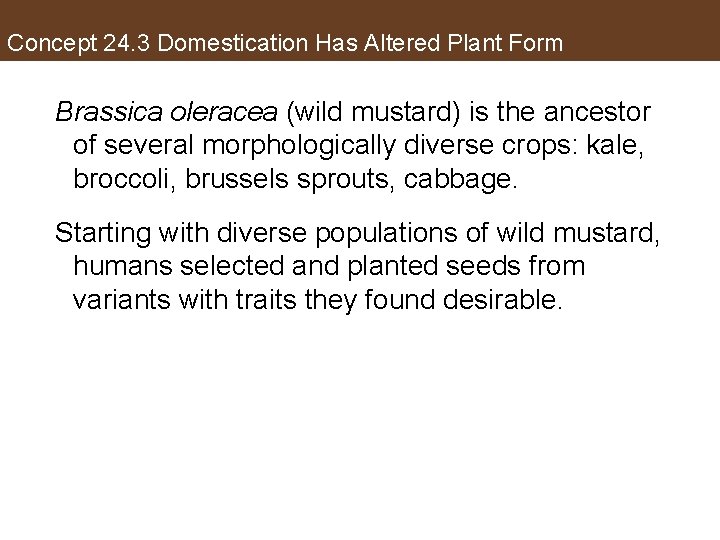 Concept 24. 3 Domestication Has Altered Plant Form Brassica oleracea (wild mustard) is the