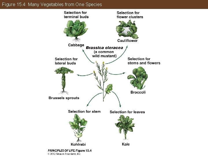 Figure 15. 4 Many Vegetables from One Species 