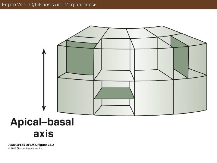 Figure 24. 2 Cytokinesis and Morphogenesis 