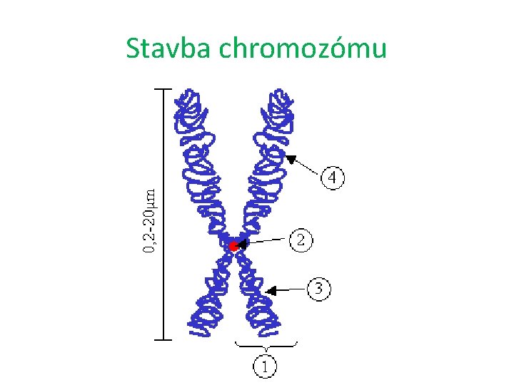 Stavba chromozómu 