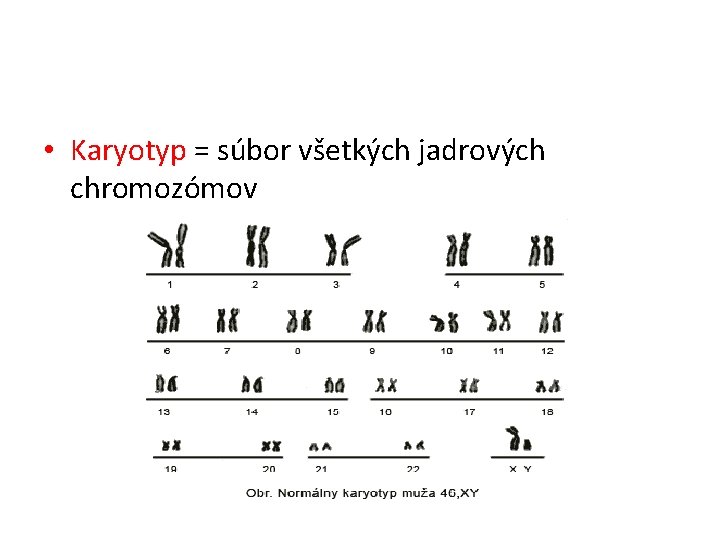  • Karyotyp = súbor všetkých jadrových chromozómov 