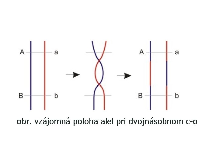 obr. vzájomná poloha alel pri dvojnásobnom c-o 