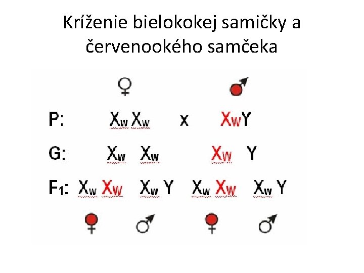 Kríženie bielokokej samičky a červenookého samčeka 