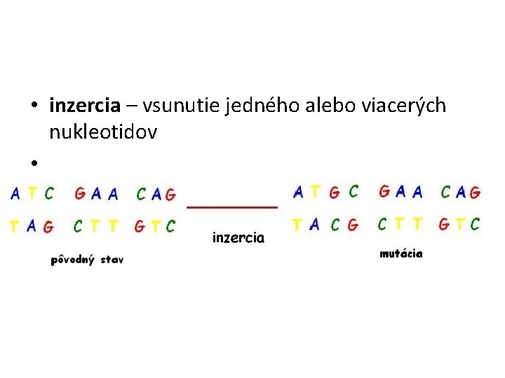  • inzercia – vsunutie jedného alebo viacerých nukleotidov • 