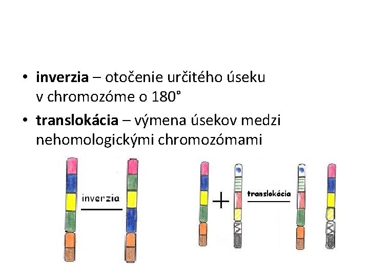  • inverzia – otočenie určitého úseku v chromozóme o 180° • translokácia –