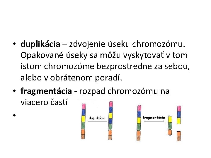  • duplikácia – zdvojenie úseku chromozómu. Opakované úseky sa môžu vyskytovať v tom