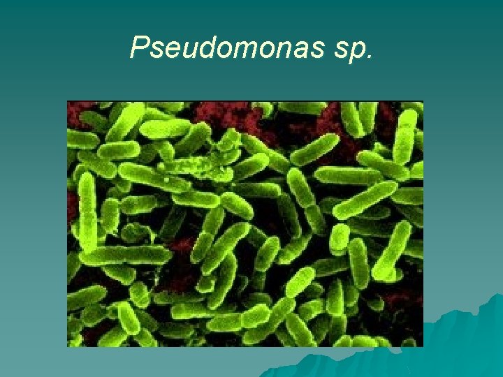 Pseudomonas sp. 
