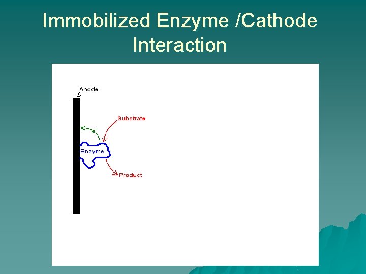 Immobilized Enzyme /Cathode Interaction 