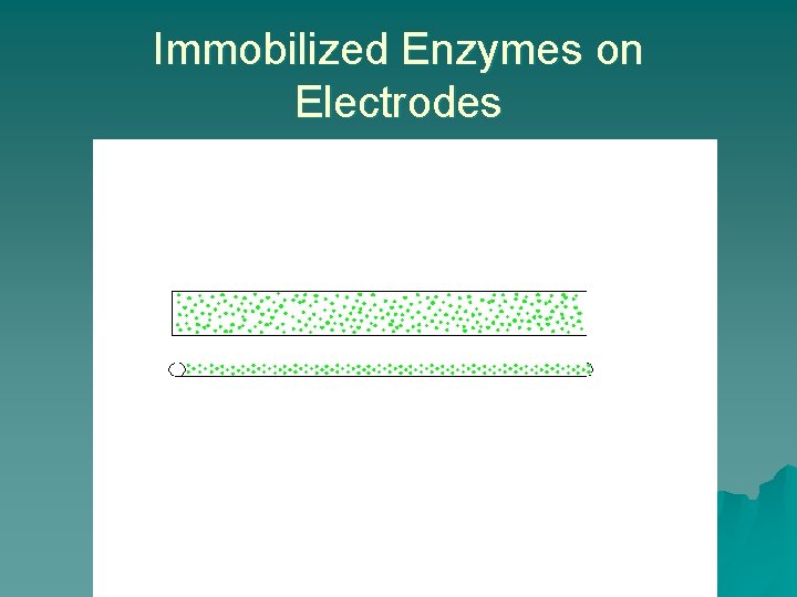 Immobilized Enzymes on Electrodes 