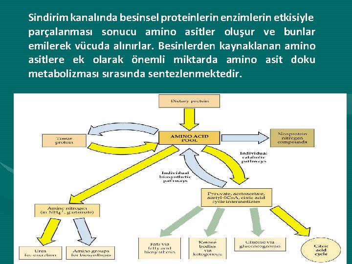 Sindirim kanalında besinsel proteinlerin enzimlerin etkisiyle parçalanması sonucu amino asitler oluşur ve bunlar emilerek