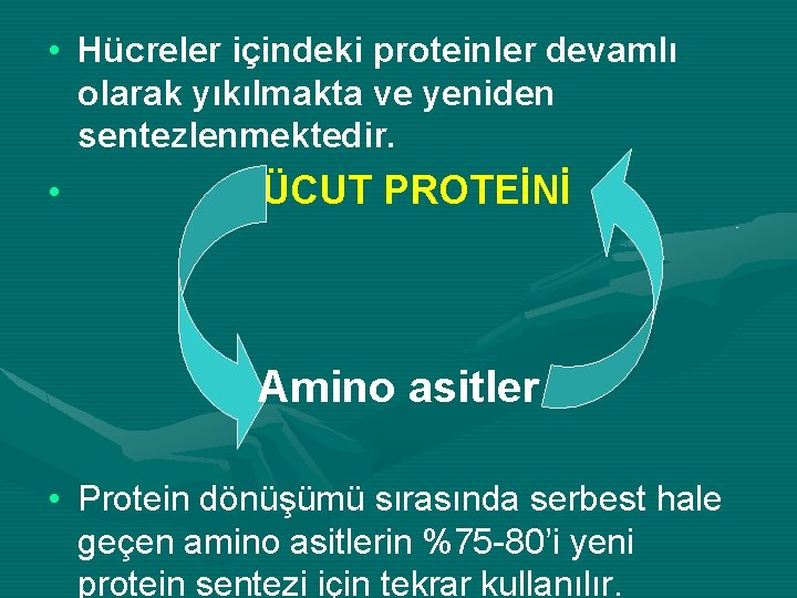  • Hücreler içindeki proteinler devamlı olarak yıkılmakta ve yeniden sentezlenmektedir. • VÜCUT PROTEİNİ