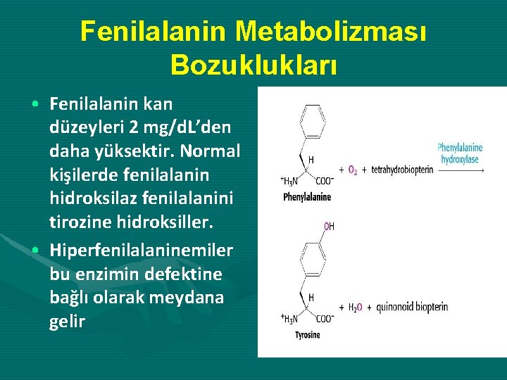 Fenilalanin Metabolizması Bozuklukları • Fenilalanin kan düzeyleri 2 mg/d. L’den daha yüksektir. Normal kişilerde