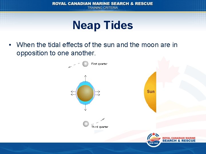 Neap Tides • When the tidal effects of the sun and the moon are