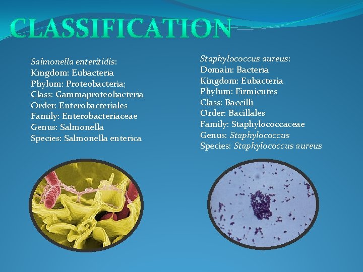 Salmonella enteritidis: Kingdom: Eubacteria Phylum: Proteobacteria; Class: Gammaproteobacteria Order: Enterobacteriales Family: Enterobacteriaceae Genus: Salmonella