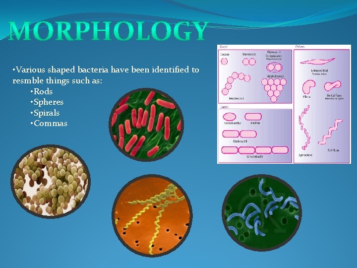  • Various shaped bacteria have been identified to resmble things such as: •