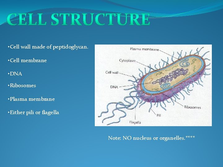  • Cell wall made of peptidoglycan. • Cell membrane • DNA • Ribosomes