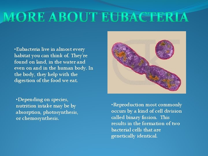  • Eubacteria live in almost every habitat you can think of. They're found