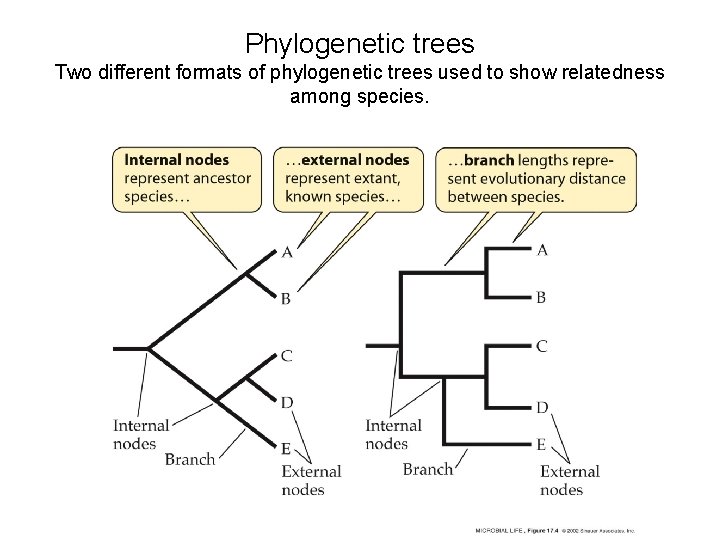 Phylogenetic trees Two different formats of phylogenetic trees used to show relatedness among species.