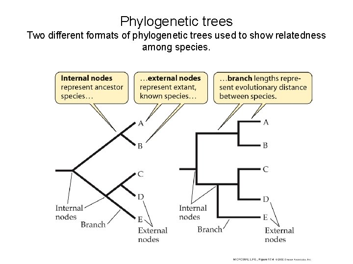 Phylogenetic trees Two different formats of phylogenetic trees used to show relatedness among species. Phylogenetic trees Two different formats of phylogenetic trees used to show relatedness among species.