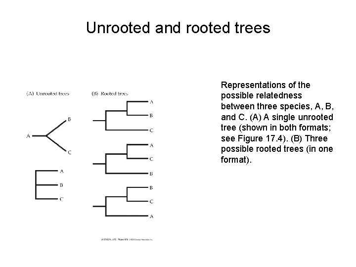 Unrooted and rooted trees Representations of the possible relatedness between three species, A, B,