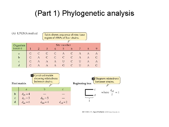 (Part 1) Phylogenetic analysis 