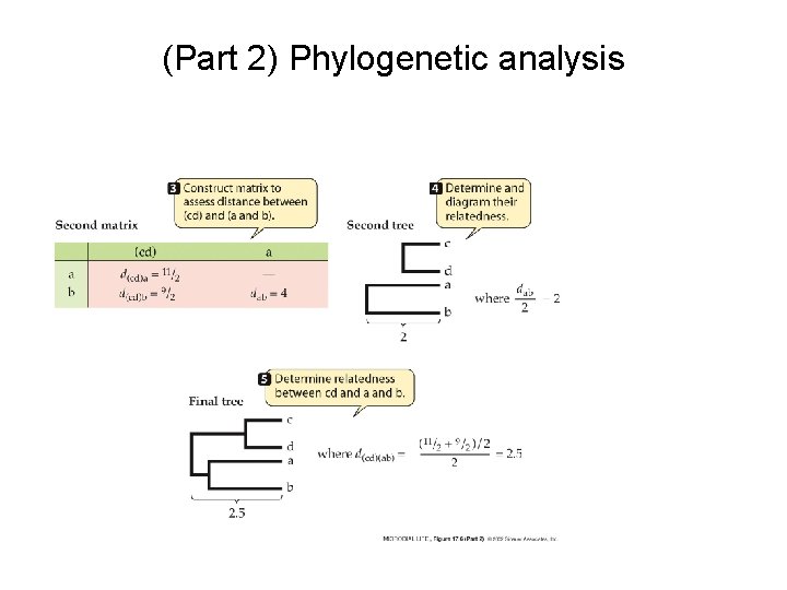 (Part 2) Phylogenetic analysis (Part 2) Phylogenetic analysis