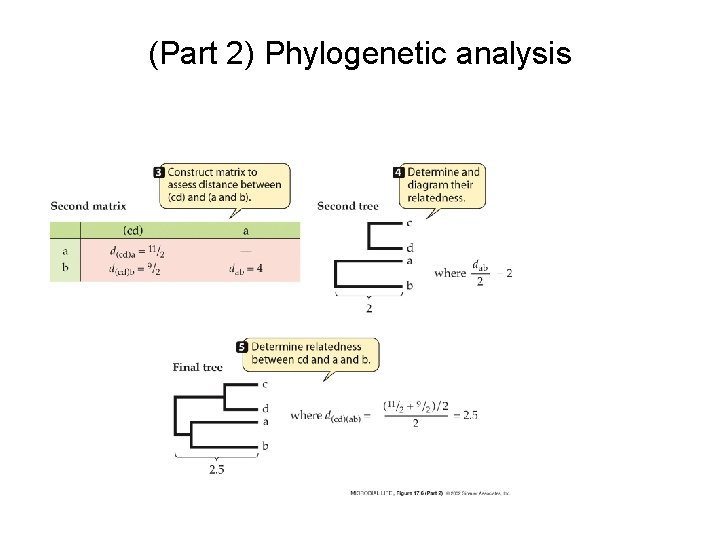 (Part 2) Phylogenetic analysis 