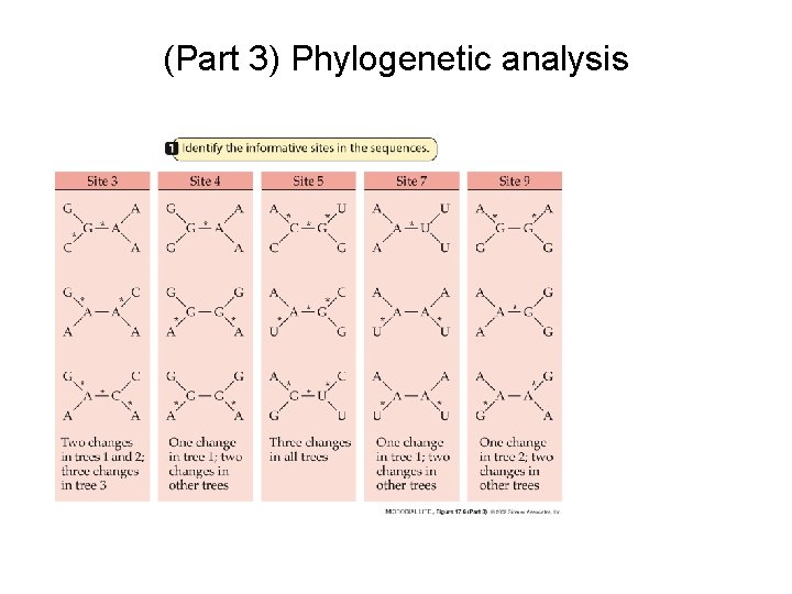 (Part 3) Phylogenetic analysis (Part 3) Phylogenetic analysis