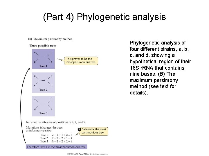 (Part 4) Phylogenetic analysis of four different strains, a, b, c, and d, showing