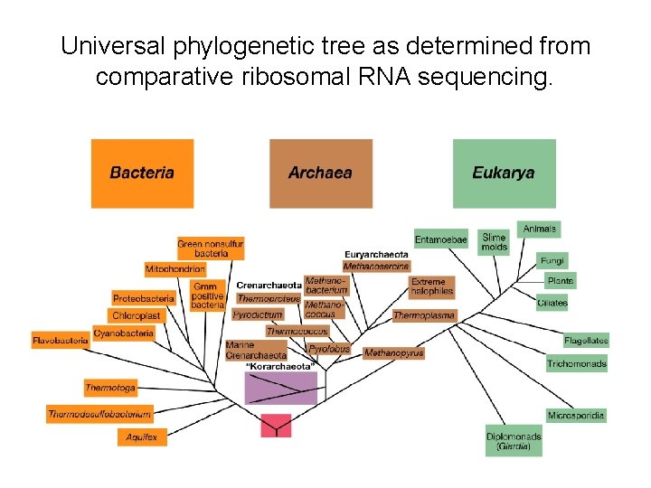 Universal phylogenetic tree as determined from comparative ribosomal RNA sequencing. Universal phylogenetic tree as determined from comparative ribosomal RNA sequencing.