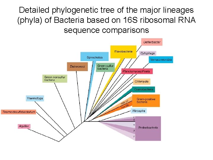 Detailed phylogenetic tree of the major lineages (phyla) of Bacteria based on 16 S