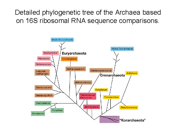 Detailed phylogenetic tree of the Archaea based on 16 S ribosomal RNA sequence comparisons. Detailed phylogenetic tree of the Archaea based on 16 S ribosomal RNA sequence comparisons.