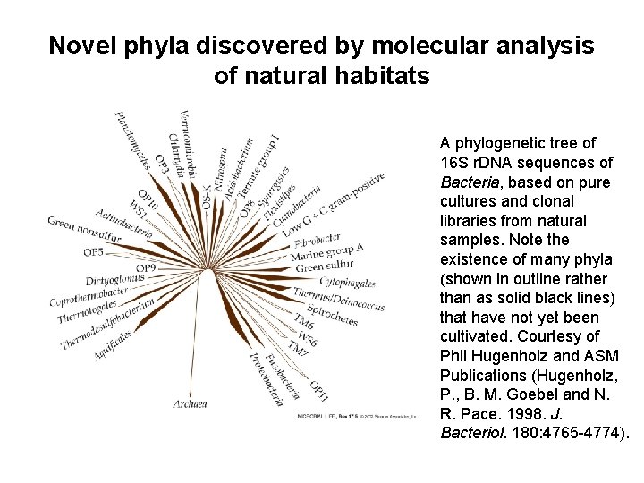 Novel phyla discovered by molecular analysis of natural habitats A phylogenetic tree of 16